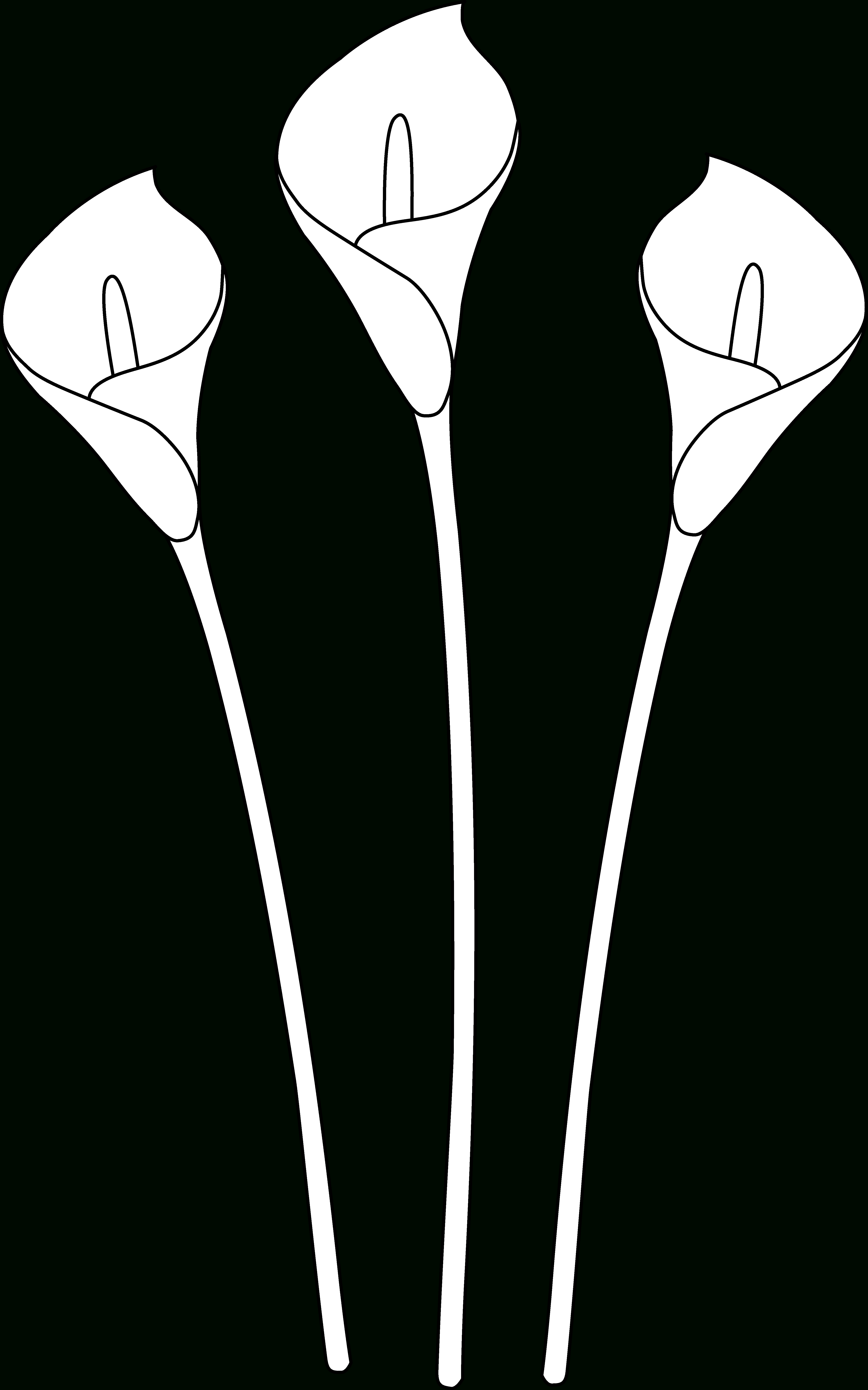 Calla Lily Drawing Outline at PaintingValley.com | Explore collection ...
