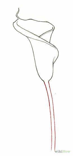 259x550 Calla Lily Drawing Outline Gtgt - Calla Lily Drawing Outline
