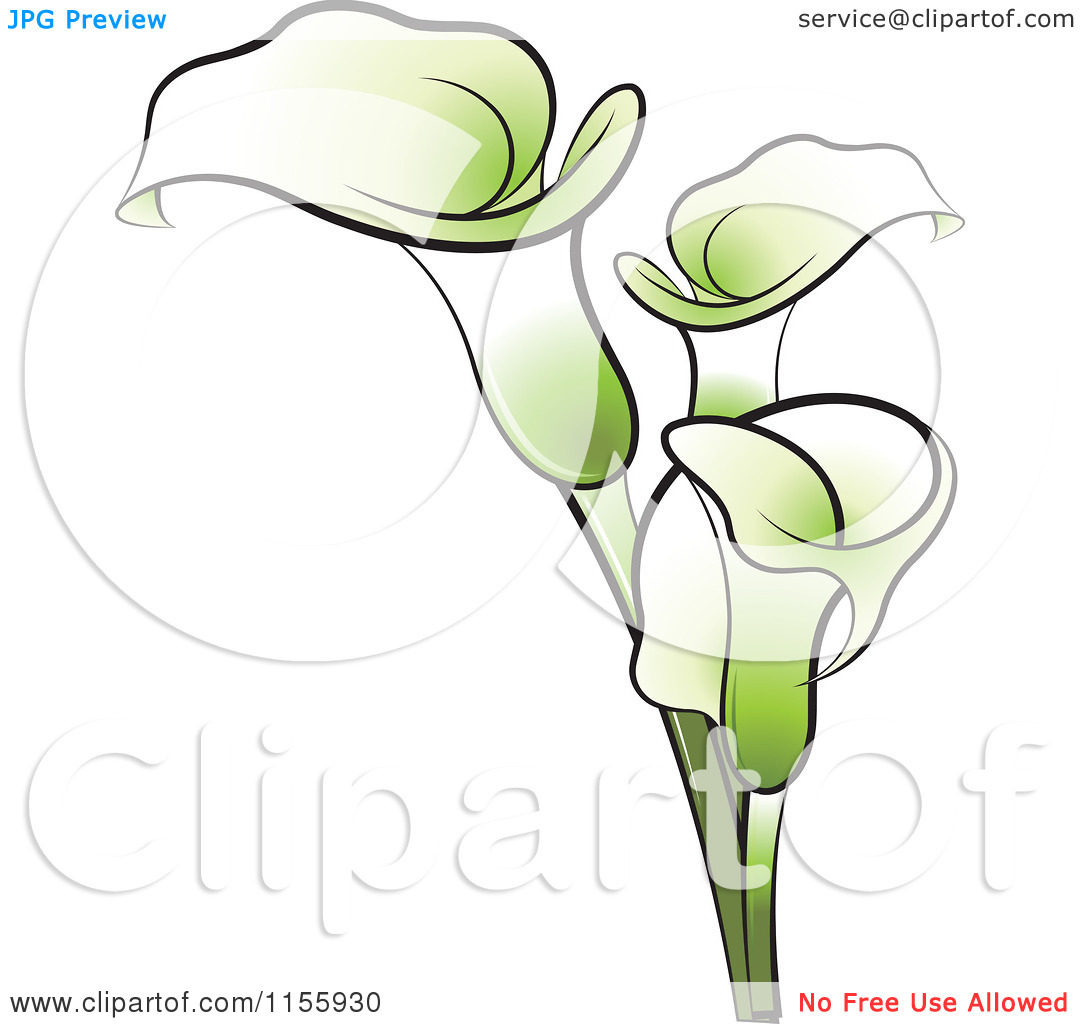 1080x1024 Calla Lily Drawings Free - Calla Lily Drawing Outline