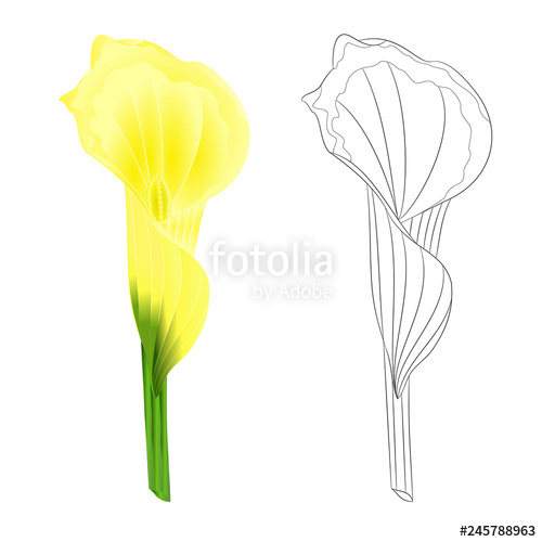 500x500 Calla Lily Yellow Flower Herbaceous Perennial Ornamental Plants - Calla Lily Drawing Outline