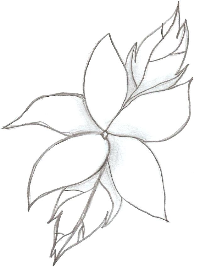 636x854 drawing lily flower calla lily flower drawing tiger lily flower - Calla Lily Drawing Outline