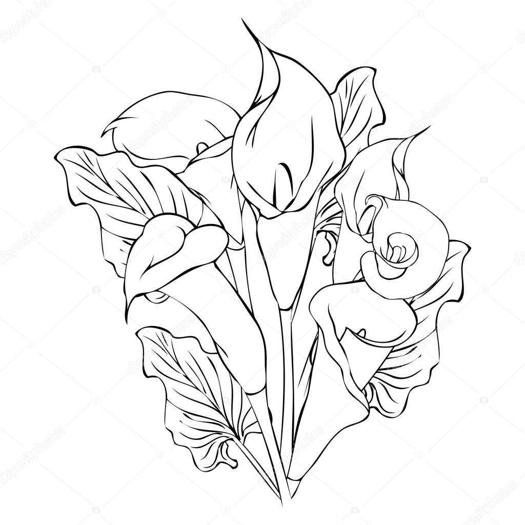 1024x1024 lily drawing calla lily for free download - Calla Lily Drawing Outline