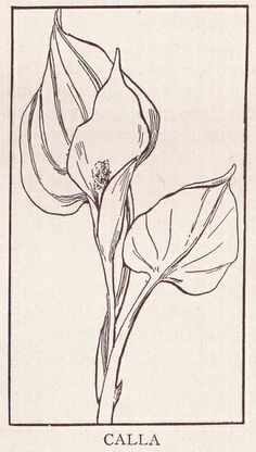 236x416 Huge Collection Of 'calla Lily Drawing Outline' Download More - Calla Lily Drawing Outline