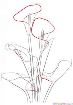 236x340 Huge Collection Of 'calla Lily Flower Drawing' Download More Than - Calla Lily Drawing Outline