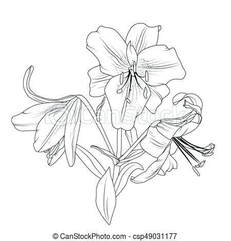 450x470 Isolated White Lily Flower Elegant Flowers With Pad Outline Calla - Calla Lily Drawing Outline