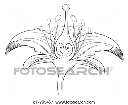 450x369 lily flower outline tiger lily flower black outline calla lily - Calla Lily Drawing Outline