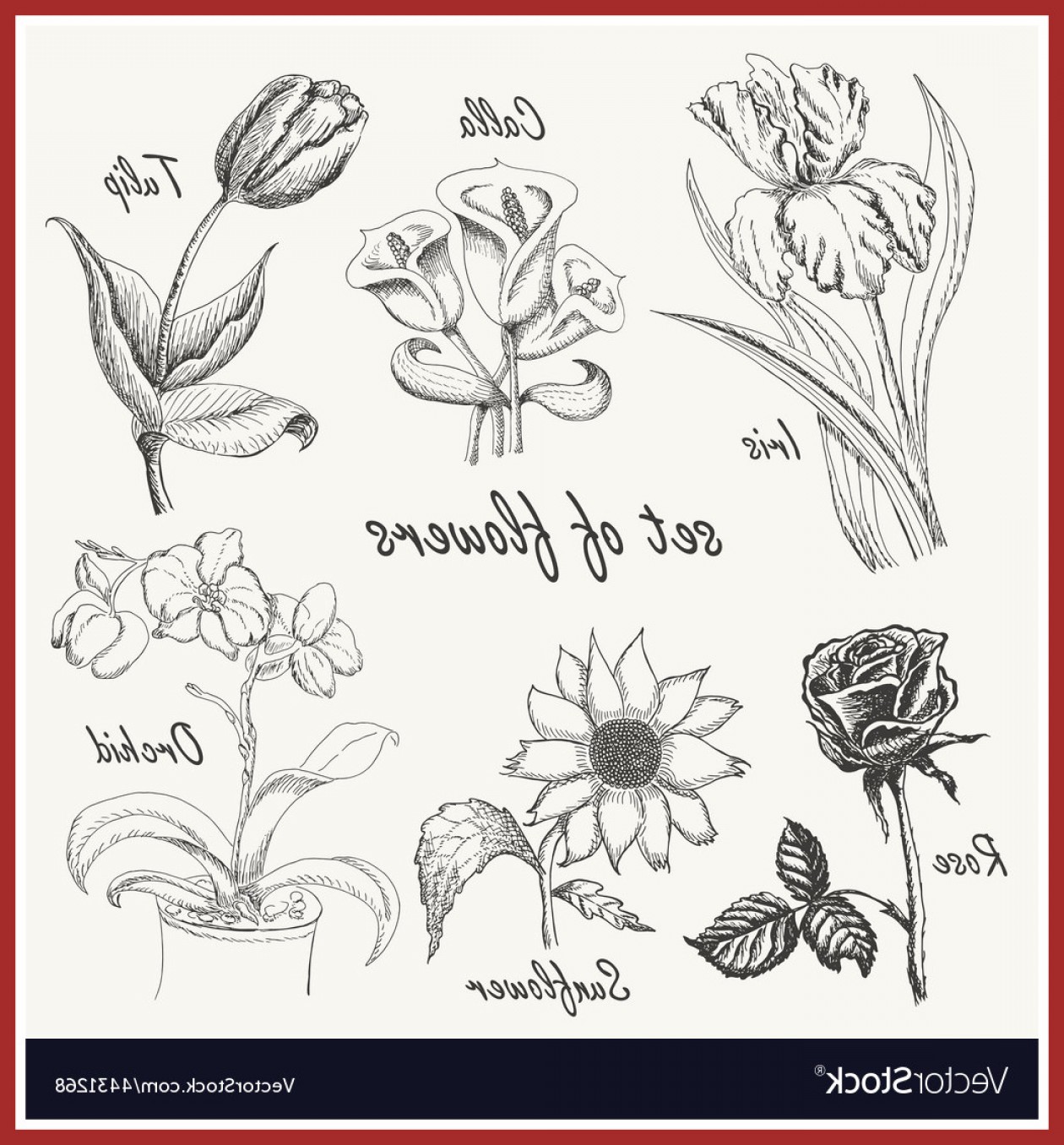 1260x1356 amazing hand drawing set of flowers iris calla lily tulip vector - Calla Lily Drawing Outline