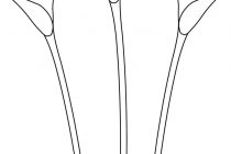 210x140 Tag Calla Lily Drawing Outline - Calla Lily Drawing Outline