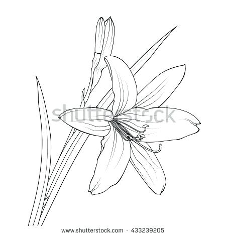 450x470 Vector Images Illustrations And Isolated Elegant White Lily - Calla Lily Drawing Outline