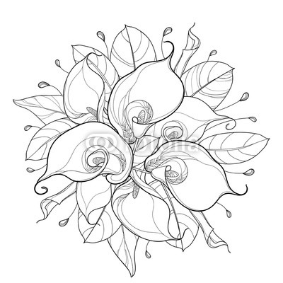 400x400 Vector Round Bouquet Of Outline Calla Lily Flower Or Zantedeschia - Calla Lily Drawing Outline