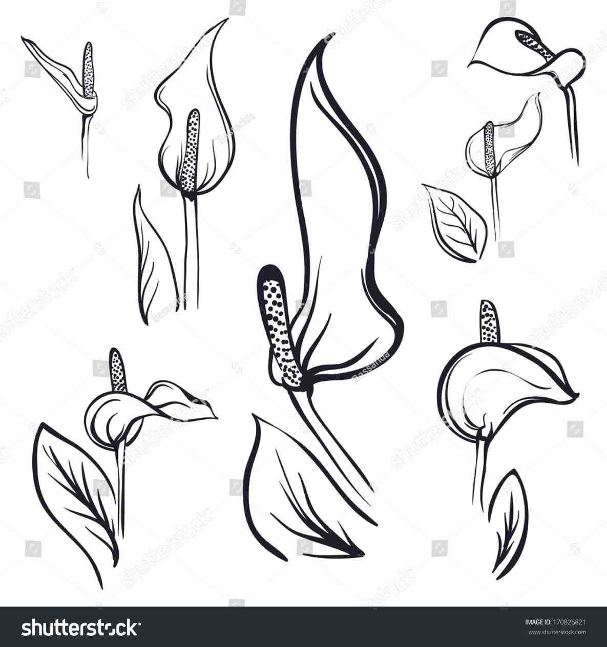 1185x1264 download image calla lily drawing how to draw a lily for kids - Calla Lily Drawing Outline