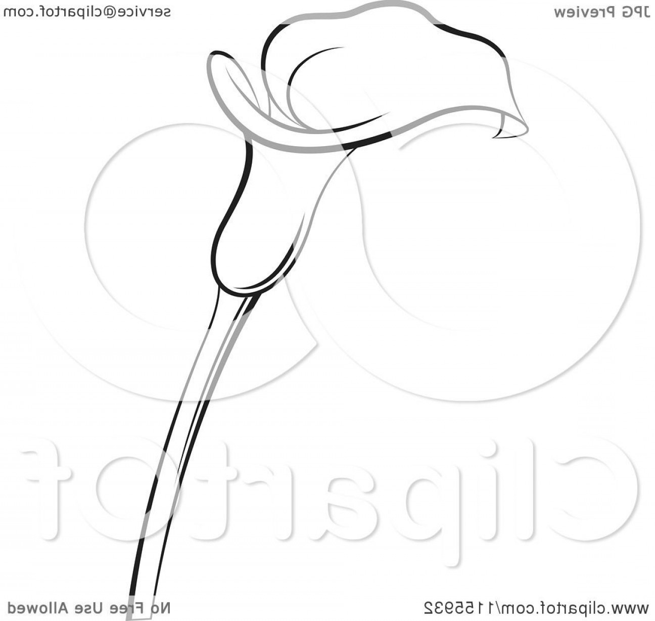 1296x1228 Black And White Lily Vector Soidergi - Calla Lily Drawing Outline