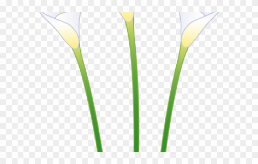 880x561 Easter Flower Clipart Calla Lily - Calla Lily Drawing Pattern