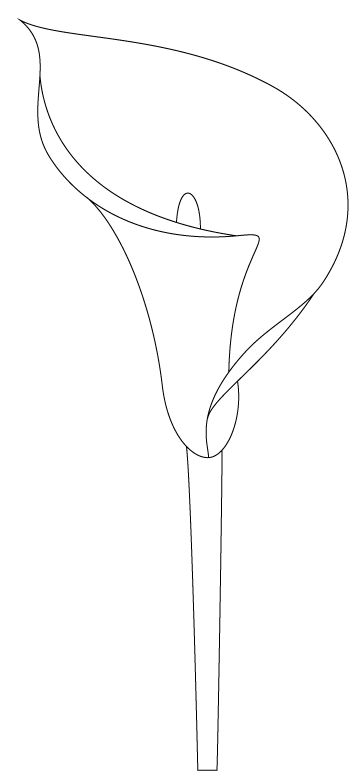364x781 Pictures Of Calla Lily Drawing Pattern - Calla Lily Drawing Pattern