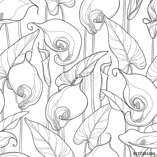 500x500 vector seamless pattern with outline calla lily or zantedeschia - Calla Lily Drawing Pattern
