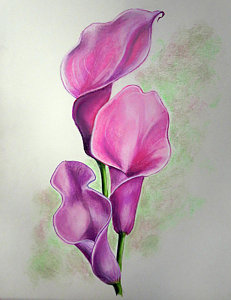 231x300 Calla Lily Flower Drawings Fine Art America - Calla Lily Flower Drawing