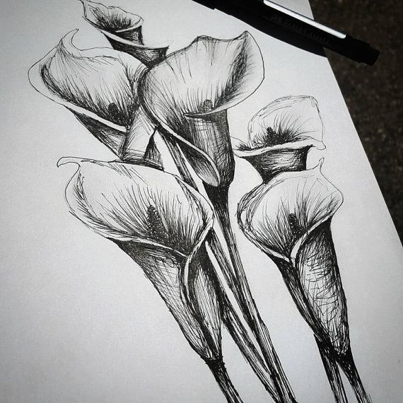 570x570 Calla Lily Pencil Sketch Drawing Best Of Flower Drawings Stock - Calla Lily Flower Drawing