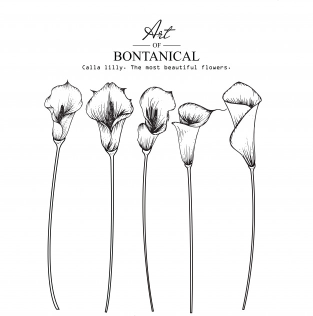 626x632 Calla Lily Vectors, Photos And Free Download - Calla Lily Flower Drawing