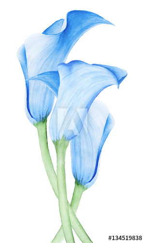 300x500 Calla Lily Flower, Hand Drawing Watercolor Illustration - Calla Lily Flower Drawing