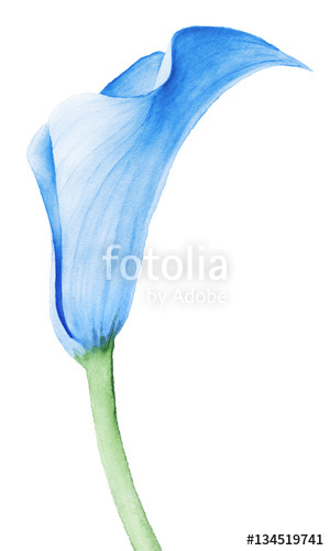 300x500 Calla Lily Flower, Hand Drawing Watercolor Illustration Stock - Calla Lily Flower Drawing