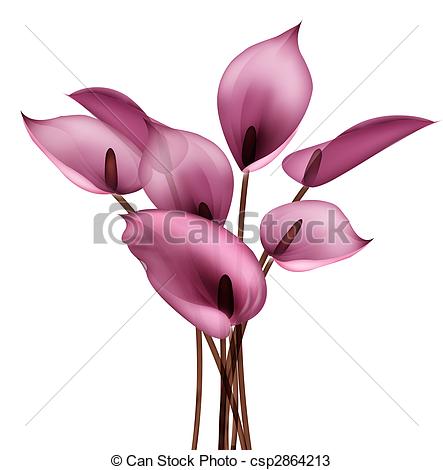 443x470 calla flower drawing of beautiful calla flower in a white background - Calla Lily Flower Drawing