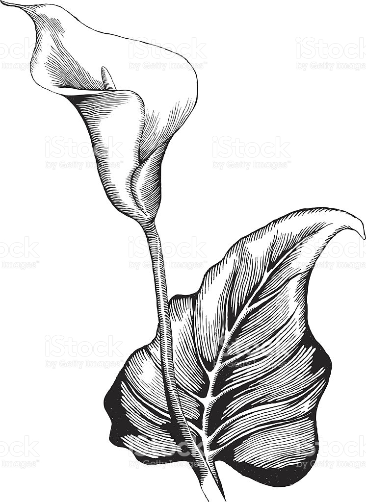 Calla Lily Flower Drawing at PaintingValley.com  Explore