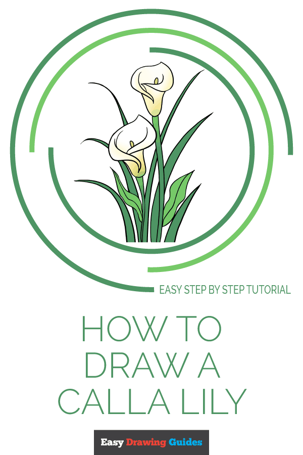 600x900 How To Draw A Calla Lily - Calla Lily Flower Drawing