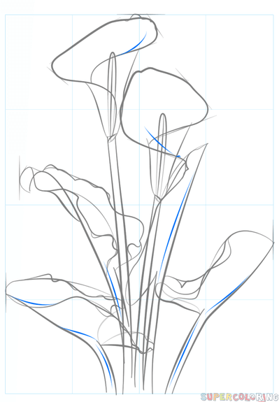 399x575 How To Draw A Calla Lily Art To Try Flower Drawing Tutorials - Calla Lily Flower Drawing