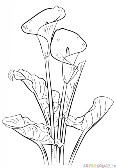 399x575 How To Draw A Calla Lily Step - Calla Lily Flower Drawing