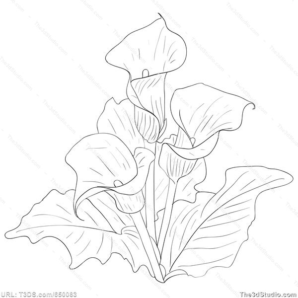 Calla Lily Flower Drawing at PaintingValley.com | Explore collection of