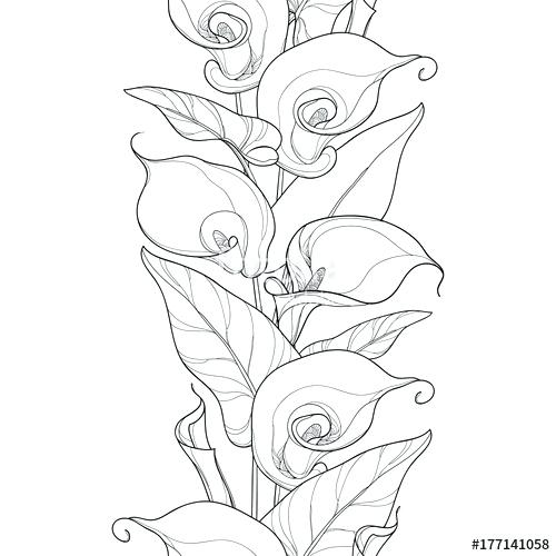 500x500 Vector Seamless Pattern With Outline Calla Lily Flower Or Bud - Calla Lily Flower Drawing
