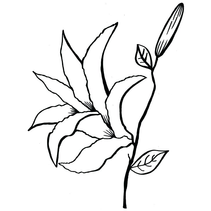 728x728 Calla Lily Coloring Pages Medium Size Of Coloring Book And Pages - Calla Lily Flower Drawing