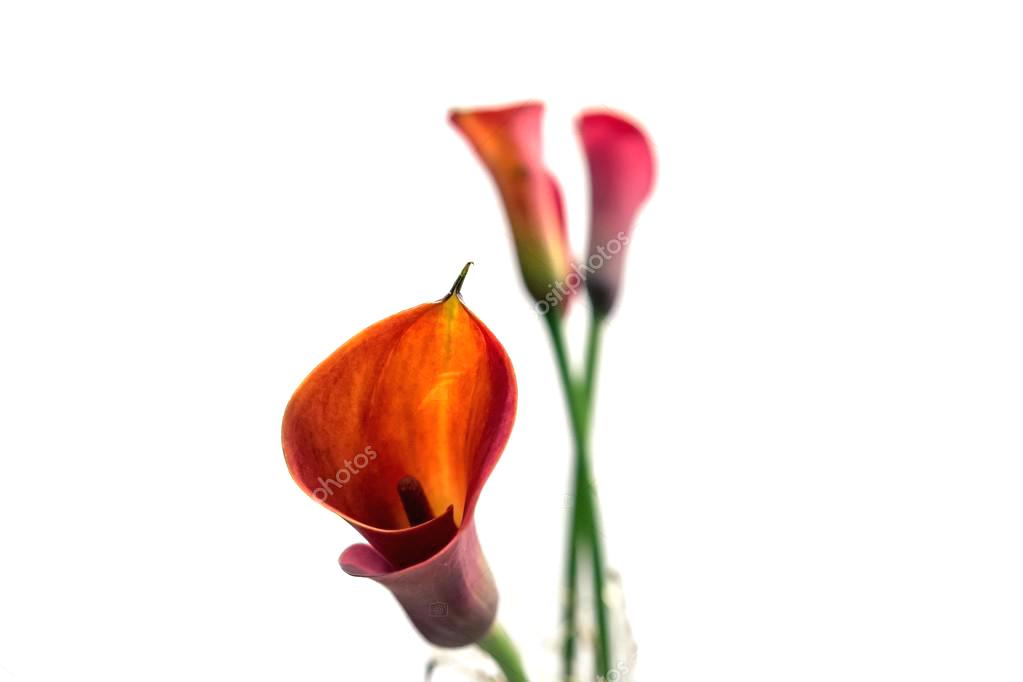 1023x682 calla lily flower drawing arrangement pictures plant care uk - Calla Lily Flower Drawing