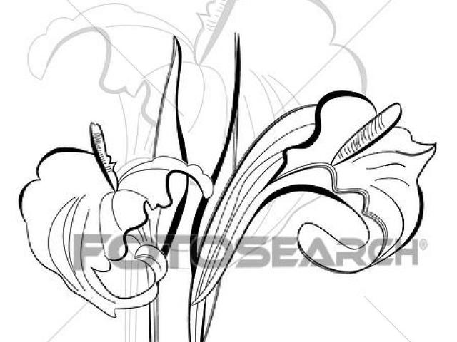 640x480 Calla Lily Clipart Line Drawing - Calla Lily Line Drawing