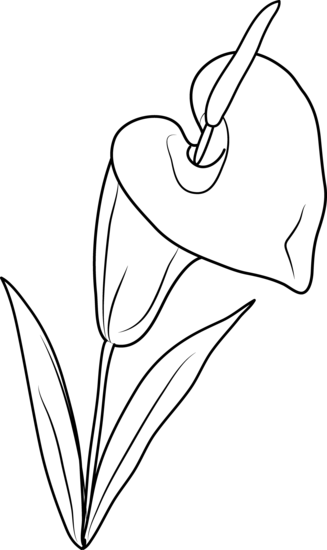 327x550 Calla Lily Clipart Line Drawing - Calla Lily Line Drawing