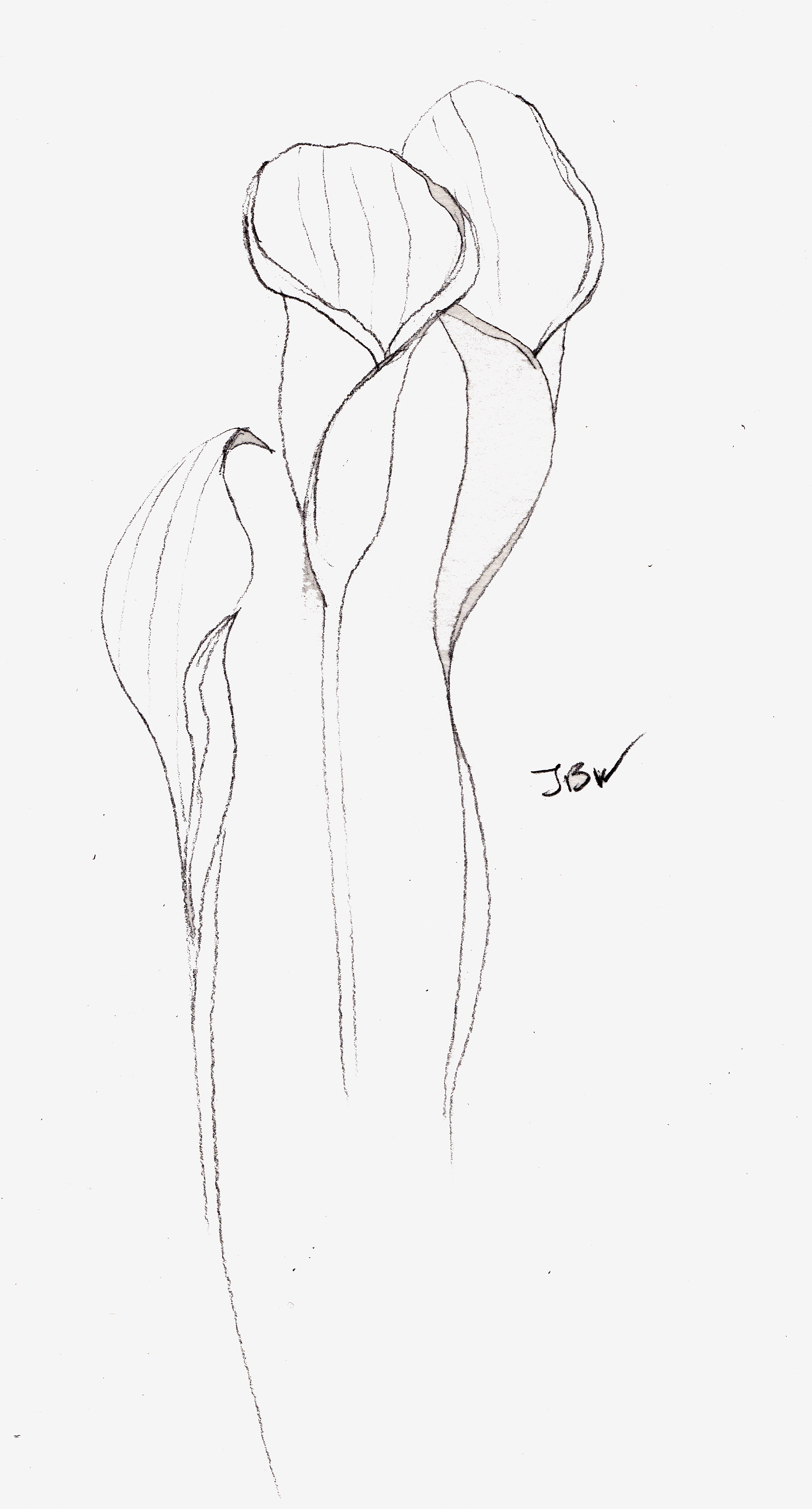 3292x6117 calla lily sketch with clip art drawings calla lilies line art - Calla Lily Line Drawing