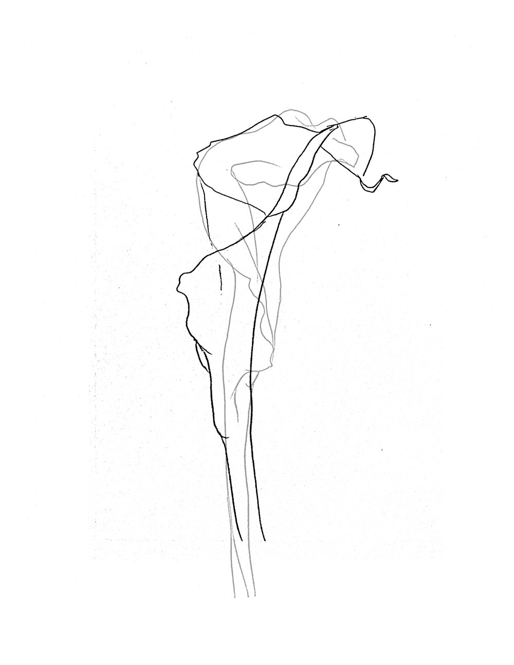 1000x1294 deposit for ellsworth kelley tattoo, calla lily david allen - Calla Lily Line Drawing