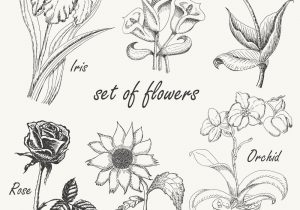 300x210 drawing calla lily clip art drawings calla lilies line art - Calla Lily Line Drawing