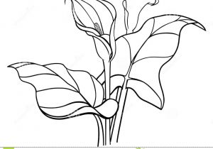 300x210 Drawings Of Calla Lily Flowers Best Oil Painting Images - Calla Lily Line Drawing