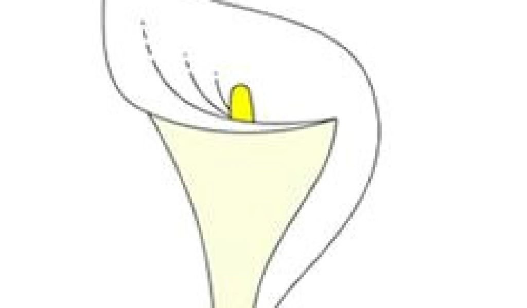 1024x600 drawings of calla lily flowers best calla lily art images - Calla Lily Line Drawing