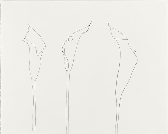 639x512 Ellsworth Kelly - Calla Lily Line Drawing