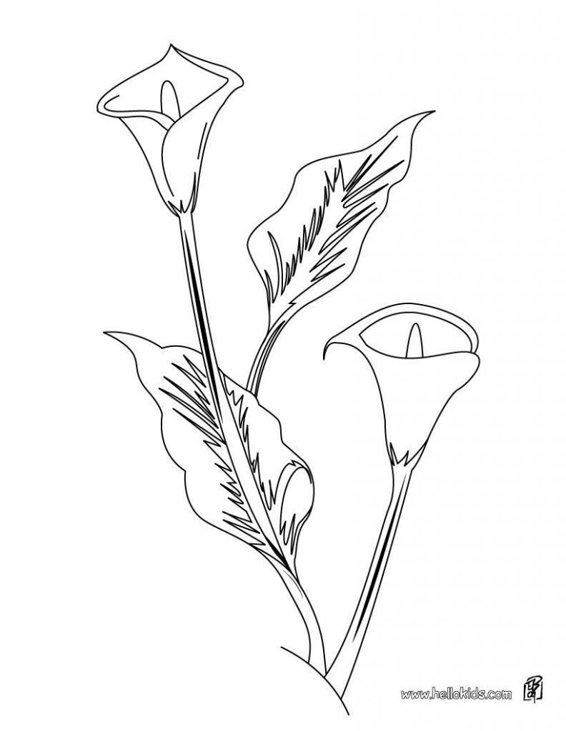 Calla Lily Line Drawing at PaintingValley.com | Explore collection of ...