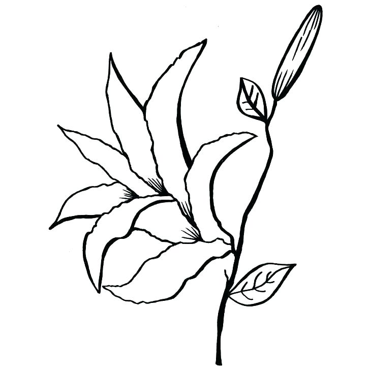 728x728 Line Drawing Coloring Pages Calla Lily Online Games For Adults - Calla Lily Line Drawing