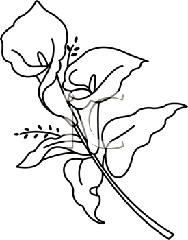 275x350 Royalty Free Calla Lily Clip Art, Flower Clipart Stencils - Calla Lily Line Drawing