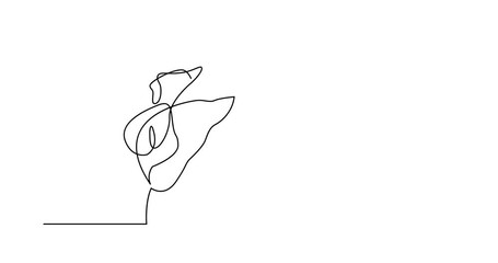 455x240 search photos stylized calla lily flowers lily greeting card - Calla Lily Line Drawing
