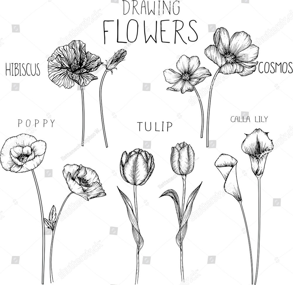 White Poppy and Tulips
