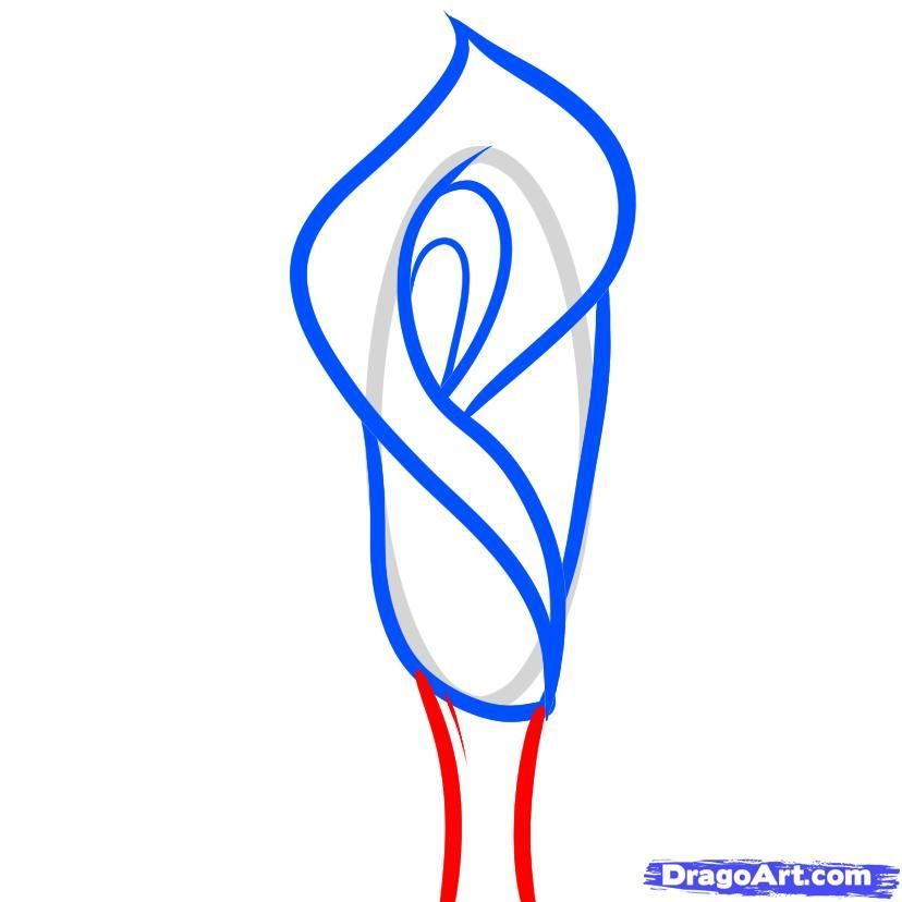828x828 Online Drawing Lessons For Beginners Or How To Draw A Lily - Calla Lily Line Drawing