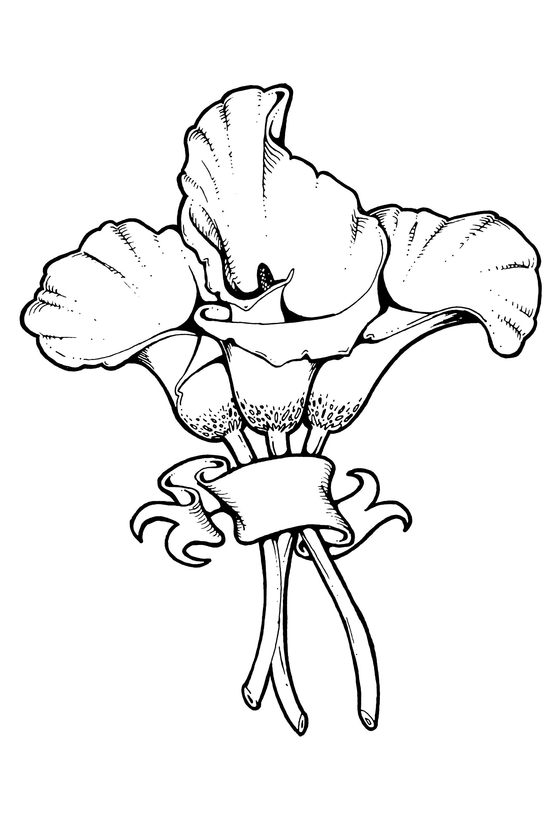 1900x2800 calla lilies - Calla Lily Line Drawing