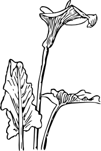 198x296 Calla Lily Clip Art - Calla Lily Line Drawing