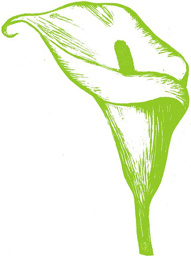 373x500 Calla Lily Clipart Drawn - Calla Lily Line Drawing